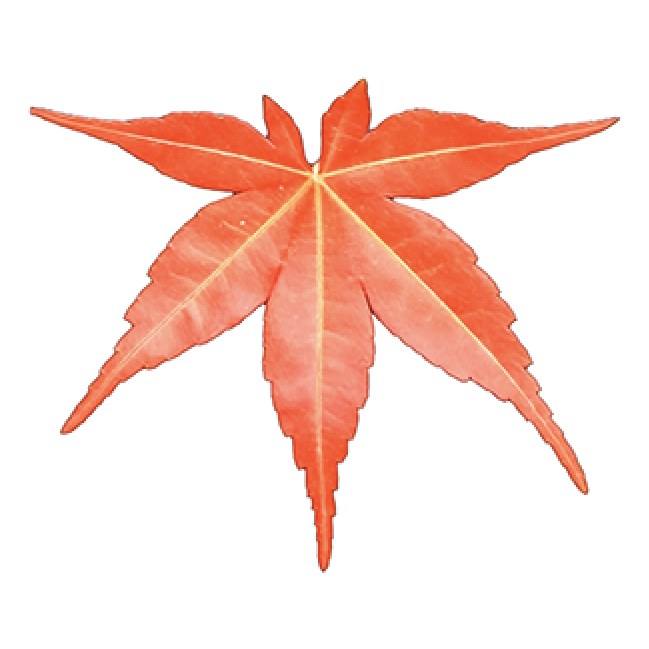 Autumn leaf (AUS), Acer palmatum