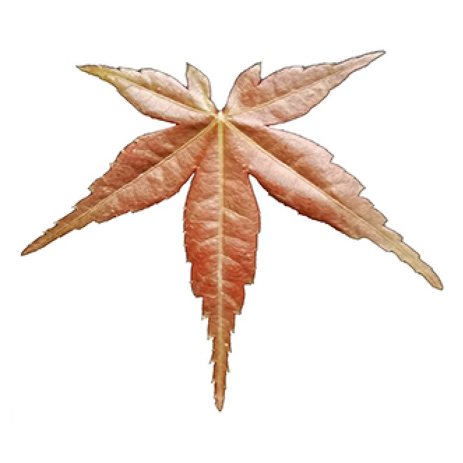 Spring leaf (SPS), Acer palmatum