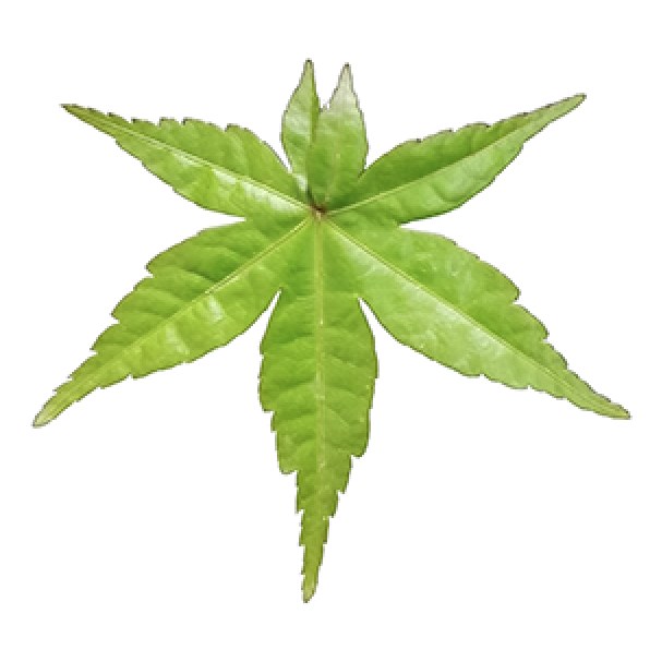 Summer leaf (SUS), Acer palmatum