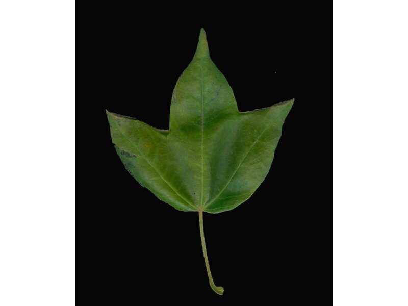 Acer buergerianum leaf specimen