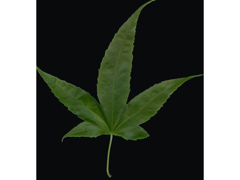Acer elegantulum leaf specimen