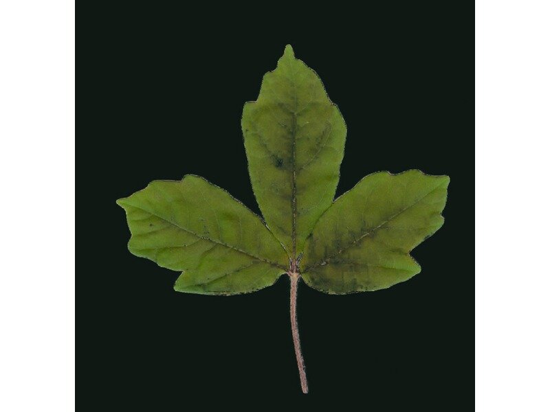 Acer griseum leaf specimen