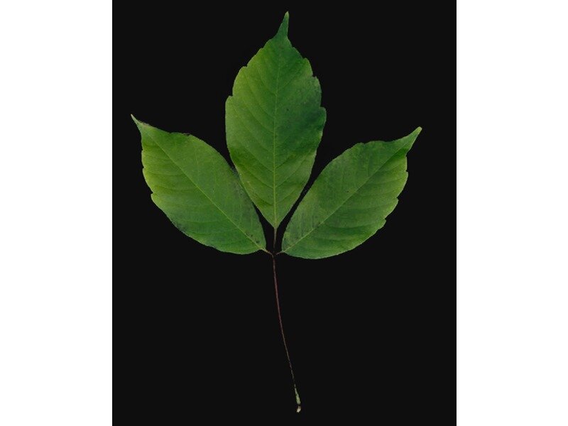 Acer henryi leaf specimen