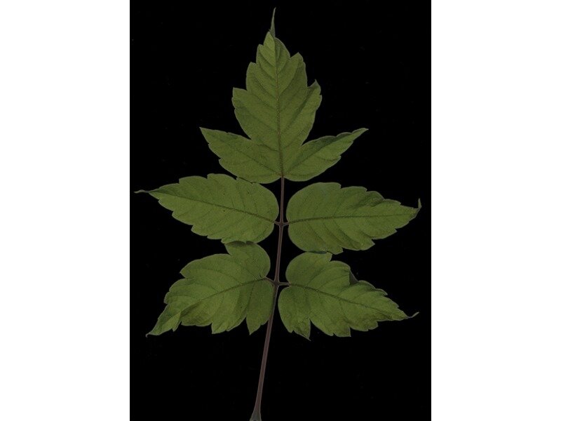 Acer negundo leaf specimen