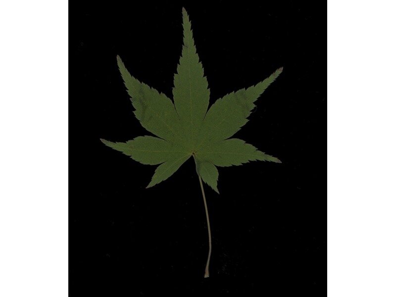 Acer palmatum leaf specimen