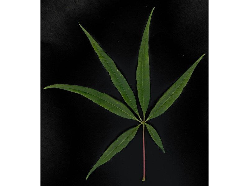 Acer pentaphyllum leaf specimen