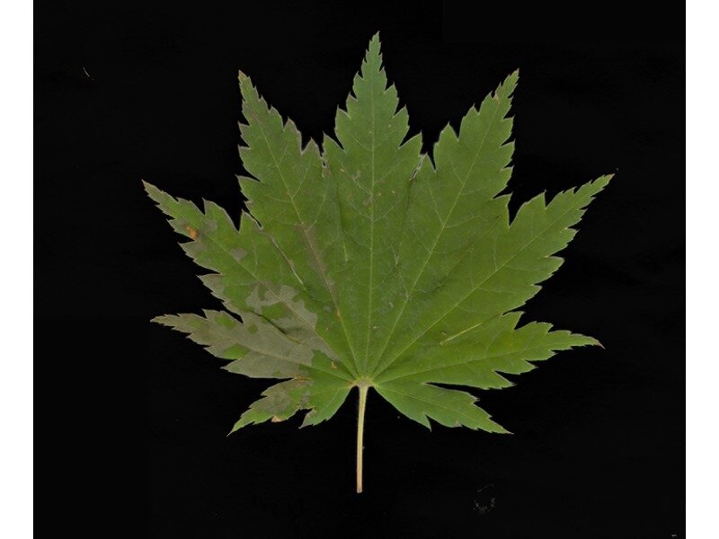 Acer pseudosieboldianum leaf specimen