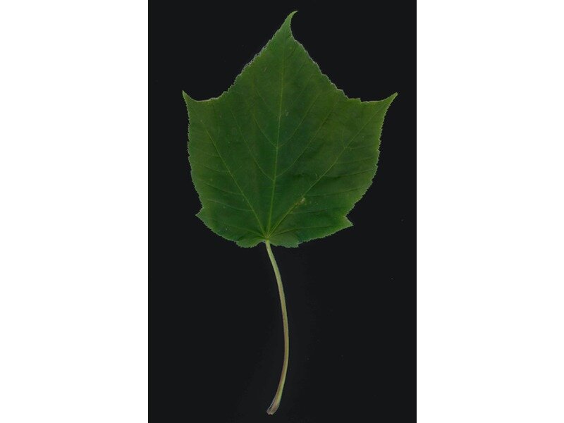 Acer tegmentosum leaf specimen