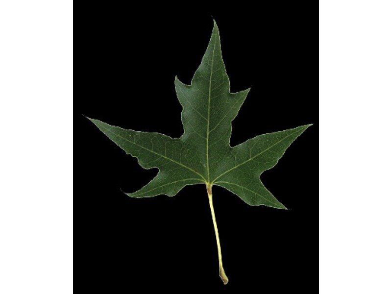 Acer truncatum leaf specimen