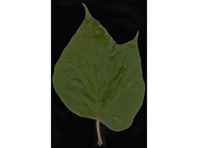 Acer yangbiense leaf specimen