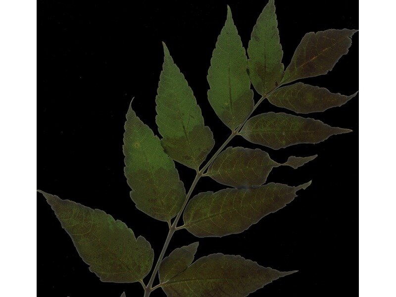 Dipteronia dyeriana leaf specimen