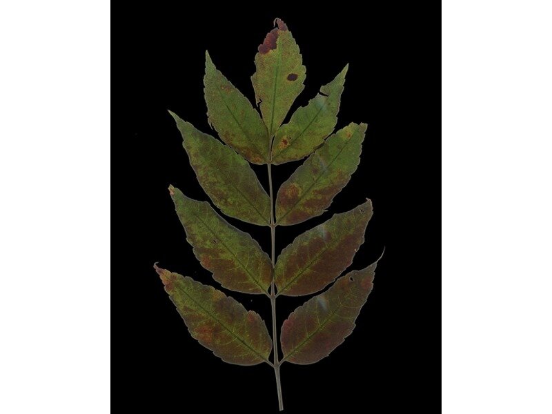 Dipteronia sinensis leaf specimen