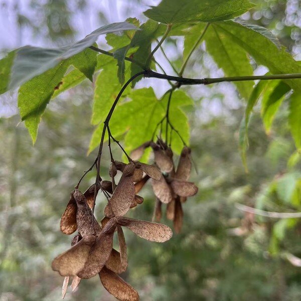 Acer elegantulum seed