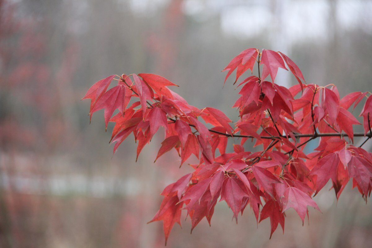 Acer buergerianum autumn foliage