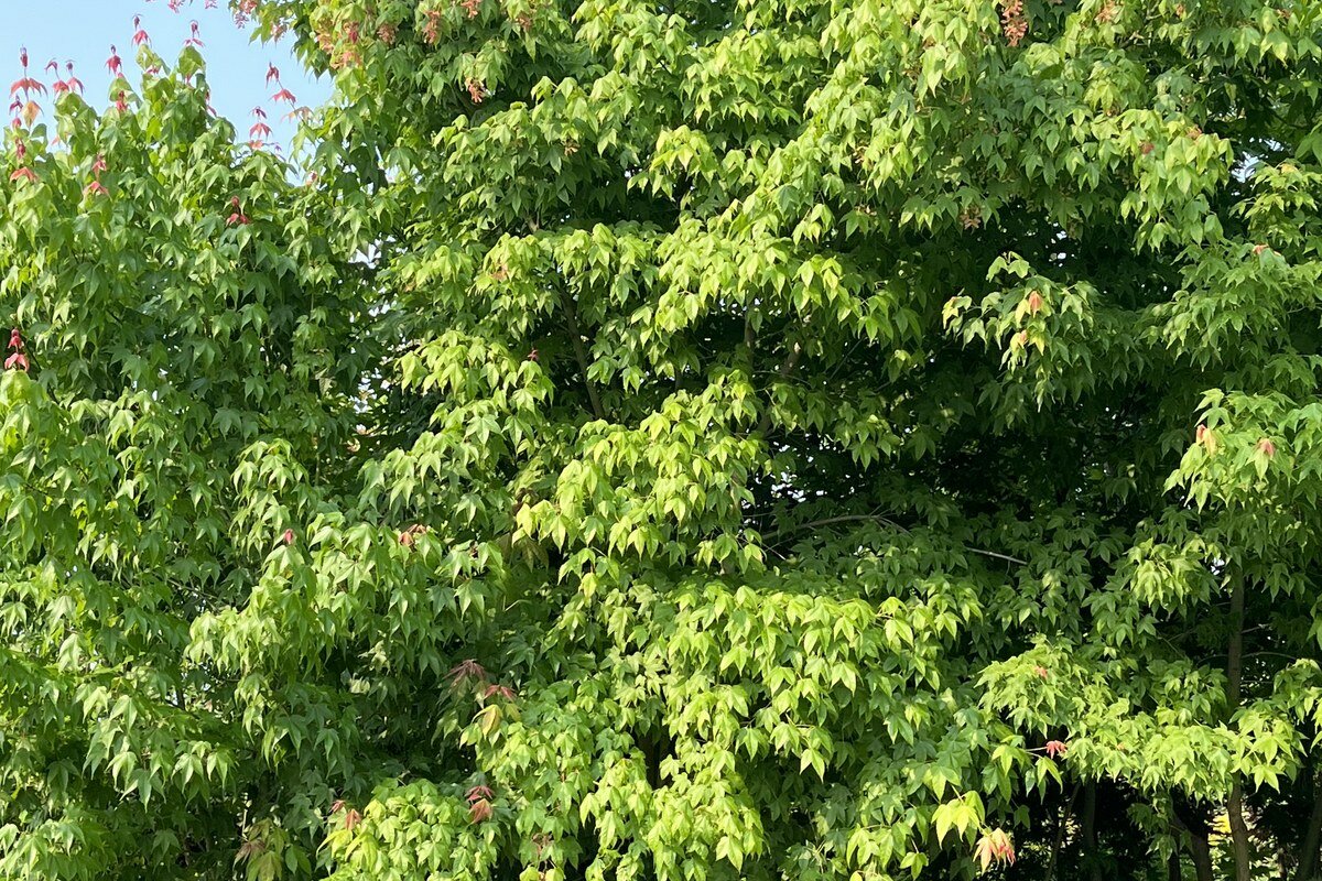 Acer elegantulum whole plant