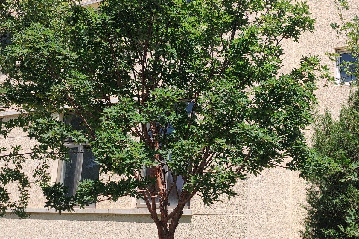 Acer griseum whole plant