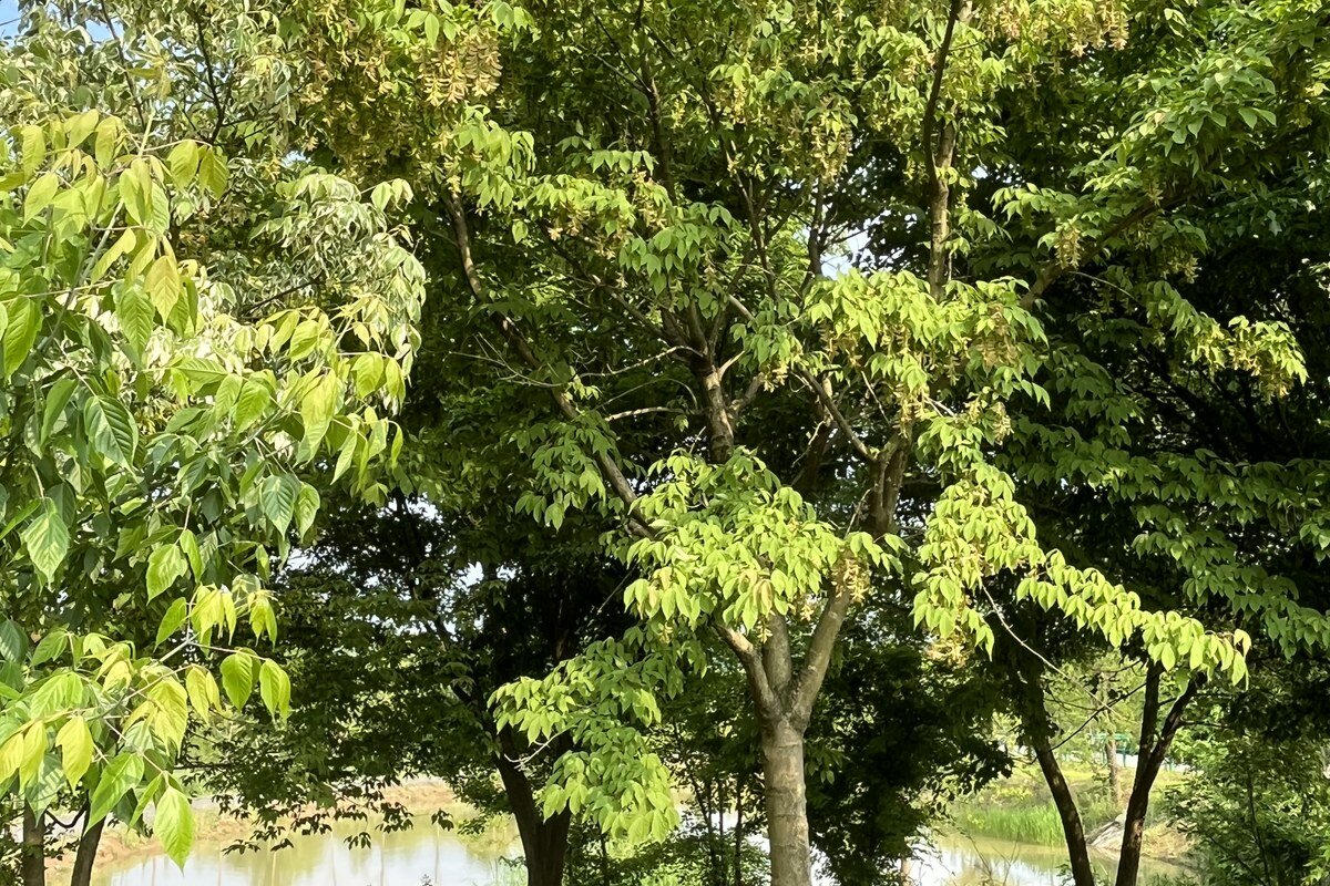 Acer henryi whole plant