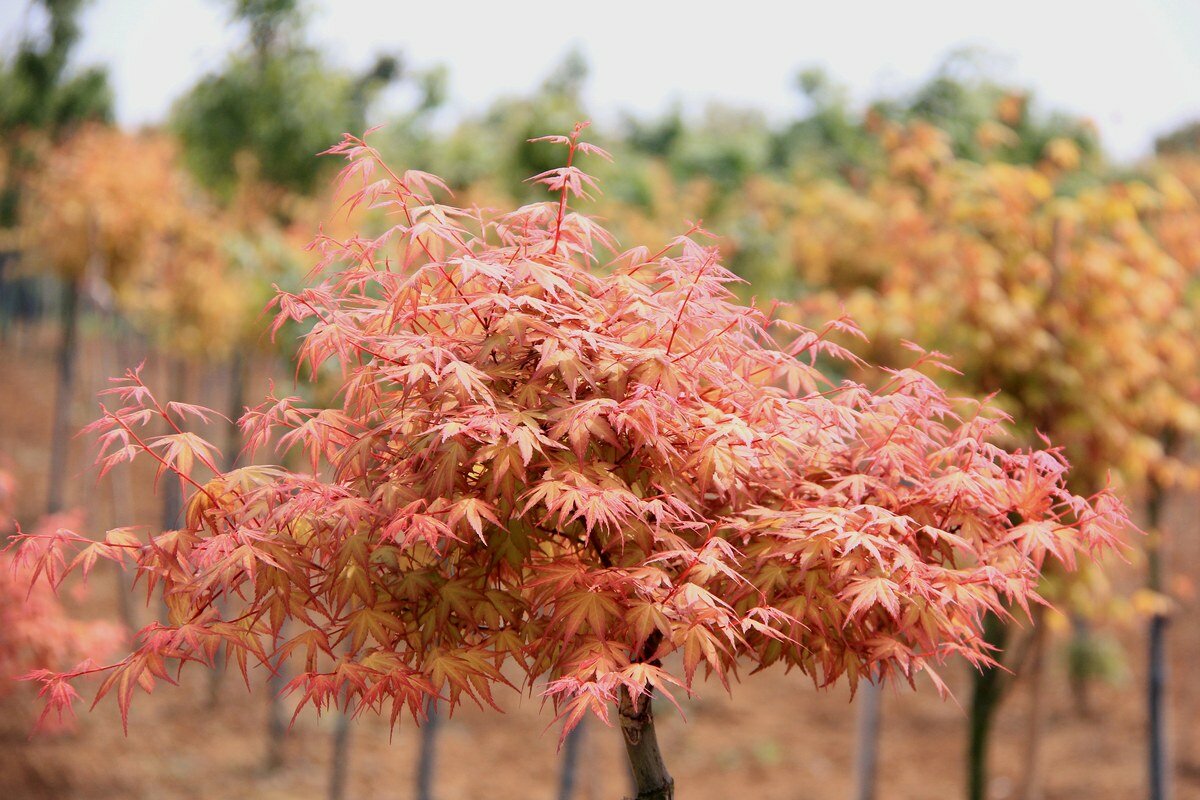 Acer palmatum whole plant