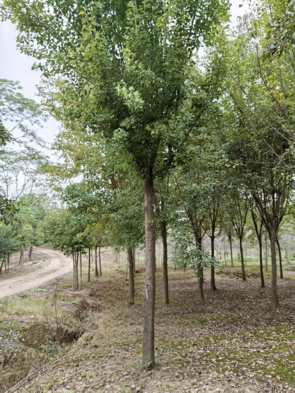 Acer paxii whole plant
