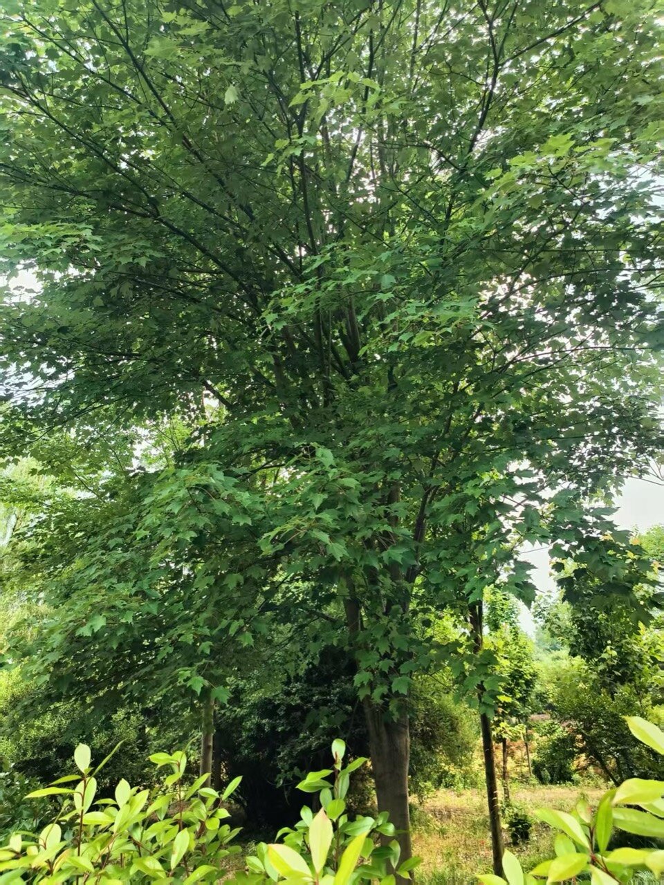 Acer rubrum whole plant