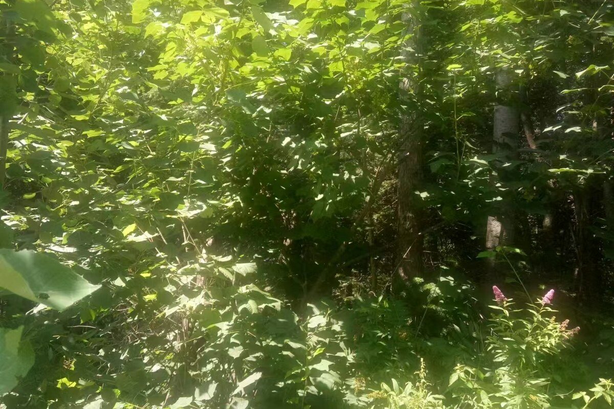 Acer tegmentosum whole plant